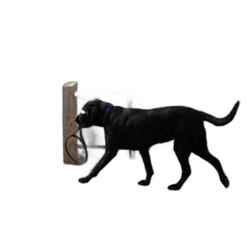 animal, weapon, robot, staff transparent PNG cut-out