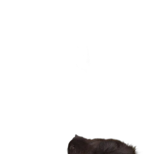 hair, animal, hat, staff transparent PNG cut-out
