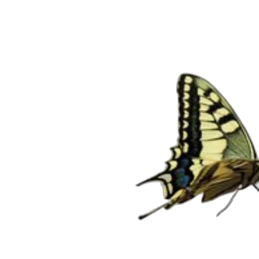 animal, creature, crown, umbrella transparent PNG cut-out