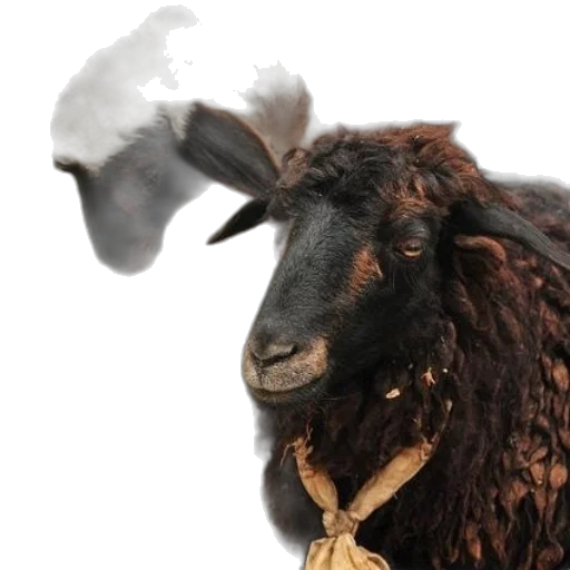 animal, jewelry, staff, hat transparent PNG cut-out