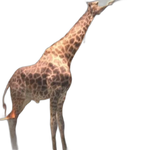 animal, creature, staff, weapon transparent PNG cut-out