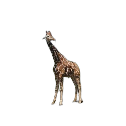 animal, creature, staff, weapon transparent PNG cut-out