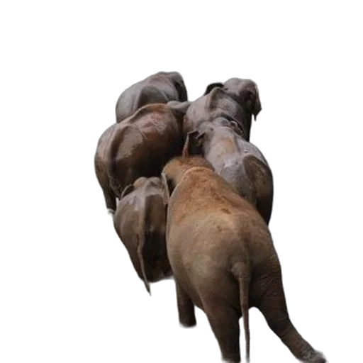 animal, staff, creature, 3d render transparent PNG cut-out