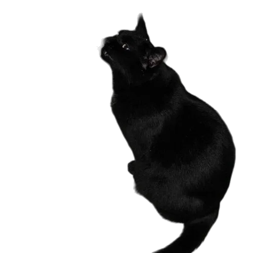 animal, creature, staff, dragon transparent PNG cut-out