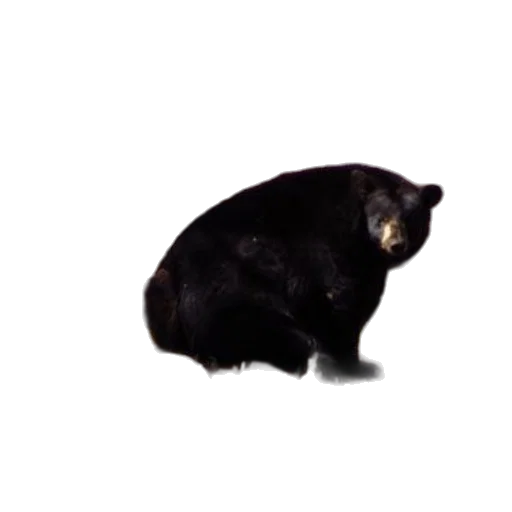 animal, creature, staff, face transparent PNG cut-out