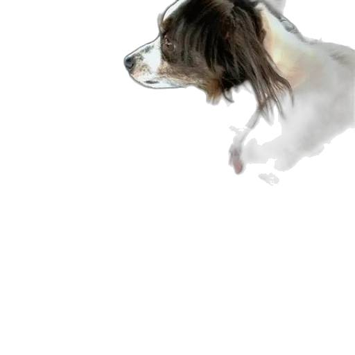 animal, creature, hair, face transparent PNG cut-out