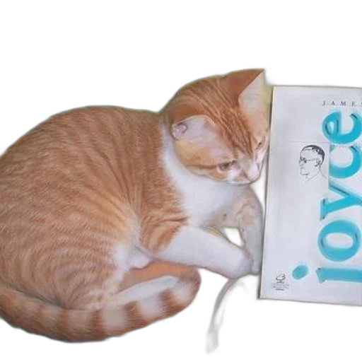 food, creature, animal, staff transparent PNG cut-out