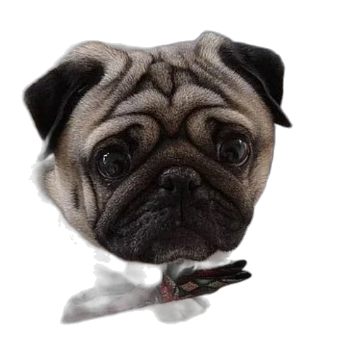 animal, creature, face, staff transparent PNG cut-out