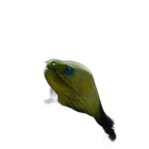 animal, creature, staff, face transparent PNG cut-out