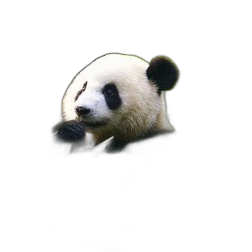 animal, staff, creature, food transparent PNG cut-out