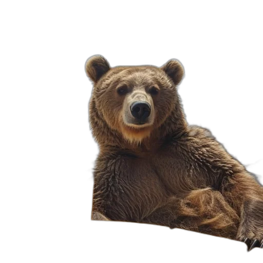 animal, creature, furniture, face transparent PNG cut-out