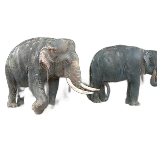 animal, 3d render, concept art, photorealistic transparent PNG cut-out