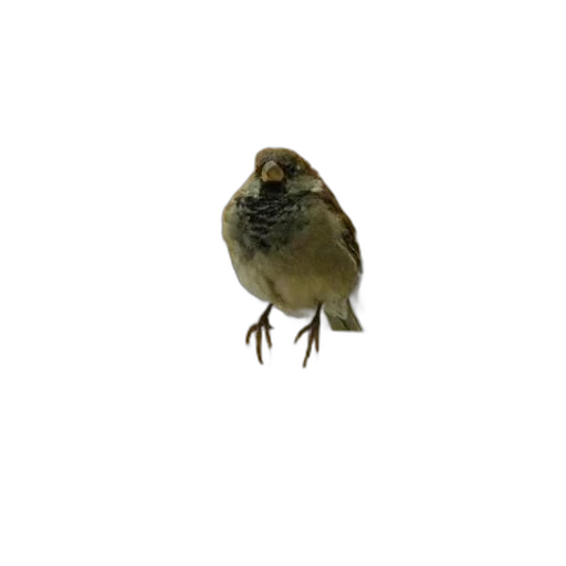 animal, creature, staff, hat transparent PNG cut-out
