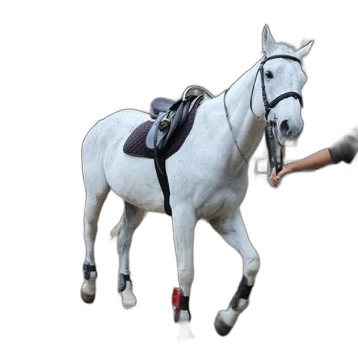 staff, animal, weapon, sword transparent PNG cut-out