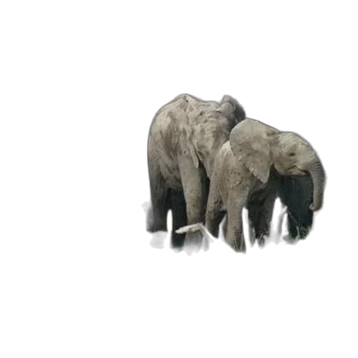 animal, creature, jewelry, furniture transparent PNG cut-out