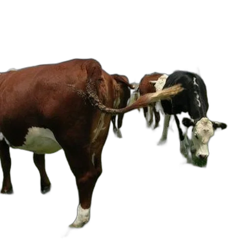 animal, creature, jewelry, weapon transparent PNG cut-out