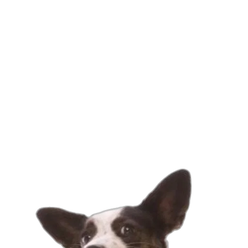 animal, creature, face, staff transparent PNG cut-out