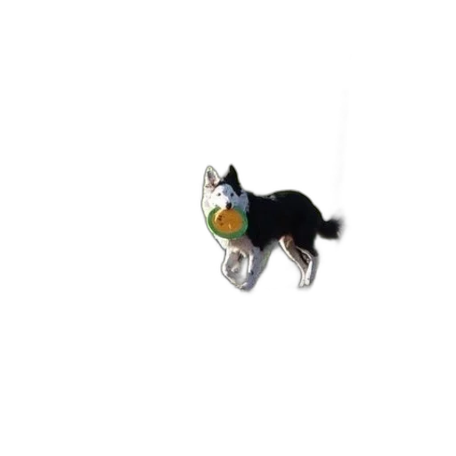 animal, staff, jewelry, creature transparent PNG cut-out
