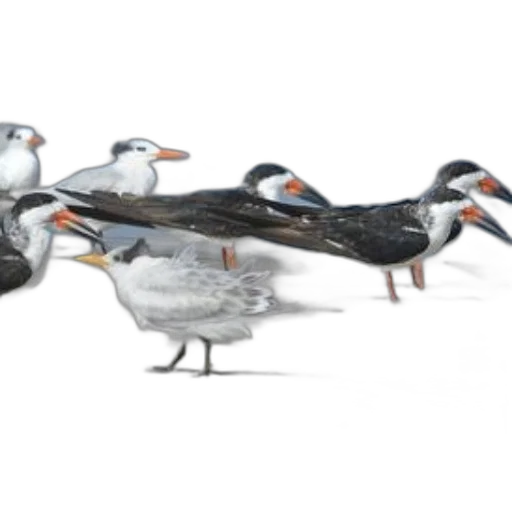 staff, animal, 3d render, concept art transparent PNG cut-out