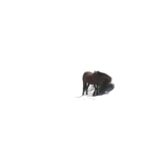 animal, creature, dragon, hair transparent PNG cut-out