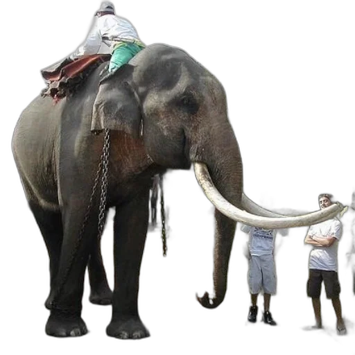 animal, staff, creature, hat transparent PNG cut-out