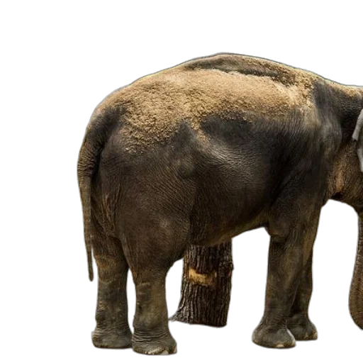 animal, creature, photorealistic, 3d render transparent PNG cut-out