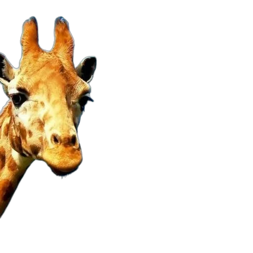 animal, creature, face, mask transparent PNG cut-out