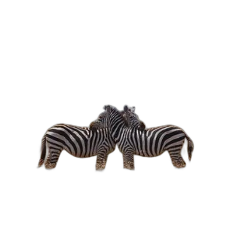animal, jewelry, creature, furniture transparent PNG cut-out