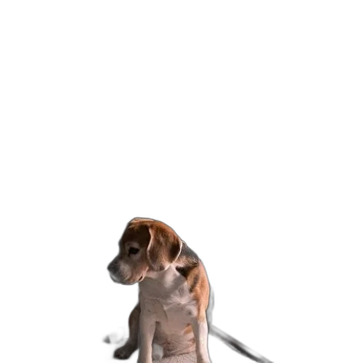 staff, animal, creature, weapon transparent PNG cut-out