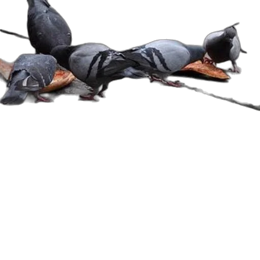 animal, umbrella, staff, dragon transparent PNG cut-out