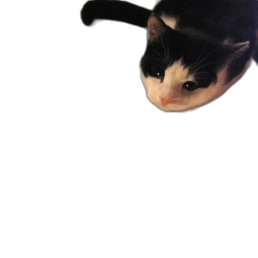 animal, creature, hat, face transparent PNG cut-out