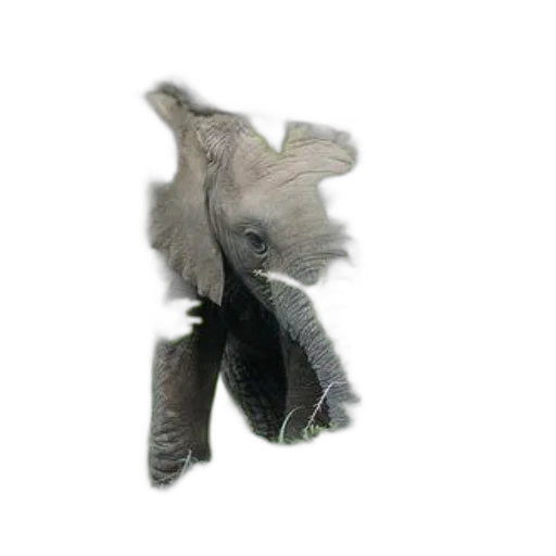 shoes, dragon, mask, hair transparent PNG cut-out