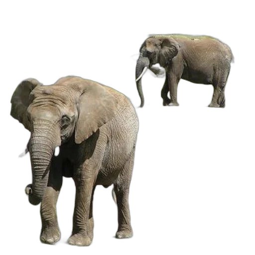 animal, creature, weapon, 3d render transparent PNG cut-out
