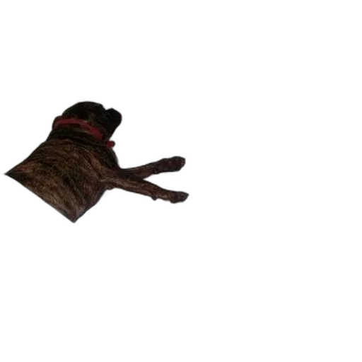 animal, hat, creature, shoes transparent PNG cut-out