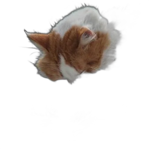 staff, hat, animal, creature transparent PNG cut-out