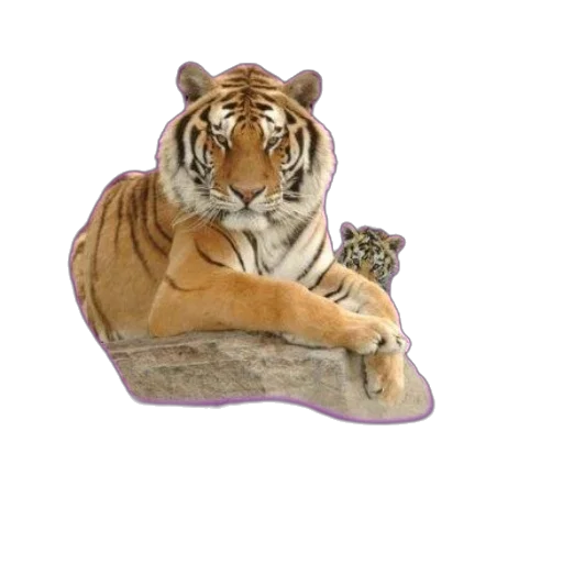 animal, furniture, creature, crown transparent PNG cut-out