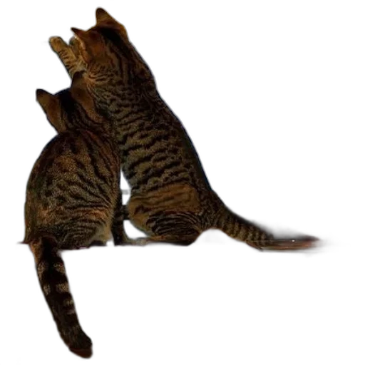 animal, staff, creature, photorealistic transparent PNG cut-out