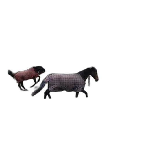 animal, furniture, creature, hair transparent PNG cut-out