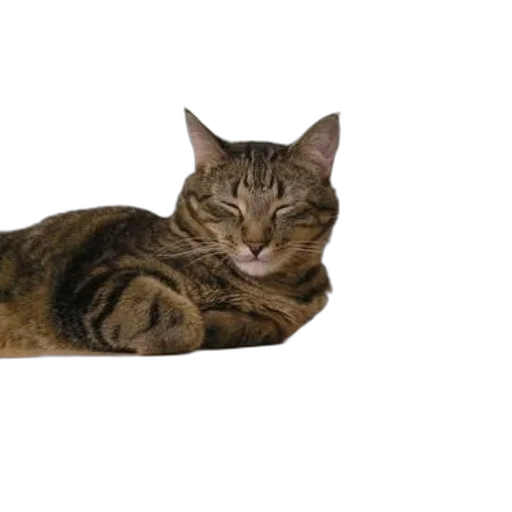 animal, staff, creature, furniture transparent PNG cut-out