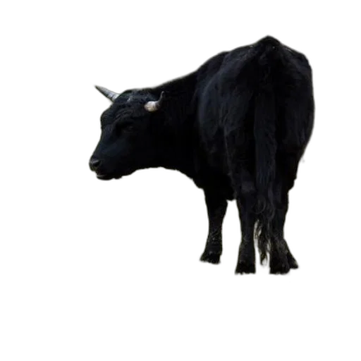 animal, creature, dragon, staff transparent PNG cut-out