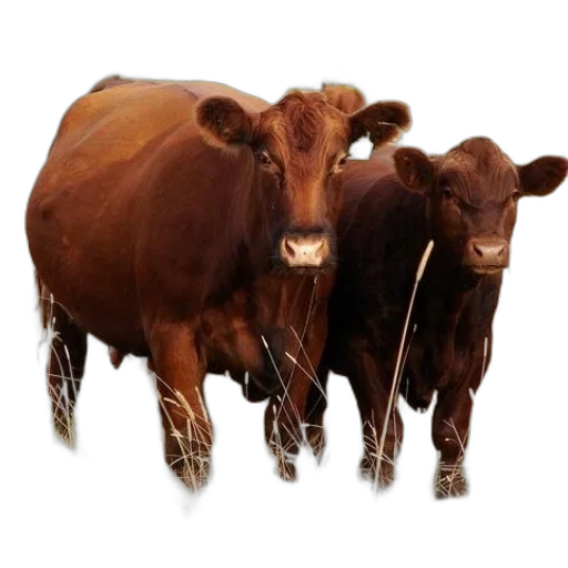 animal, food, jewelry, photorealistic transparent PNG cut-out