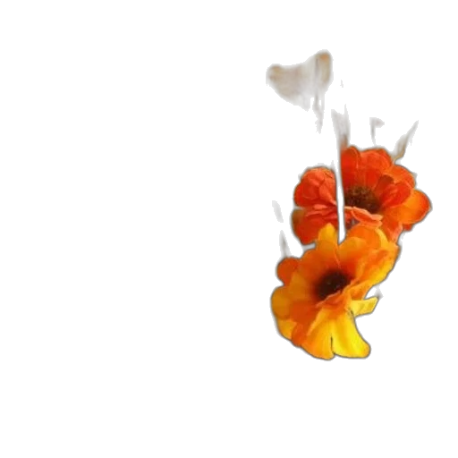 flower, food, crown, jewelry transparent PNG cut-out