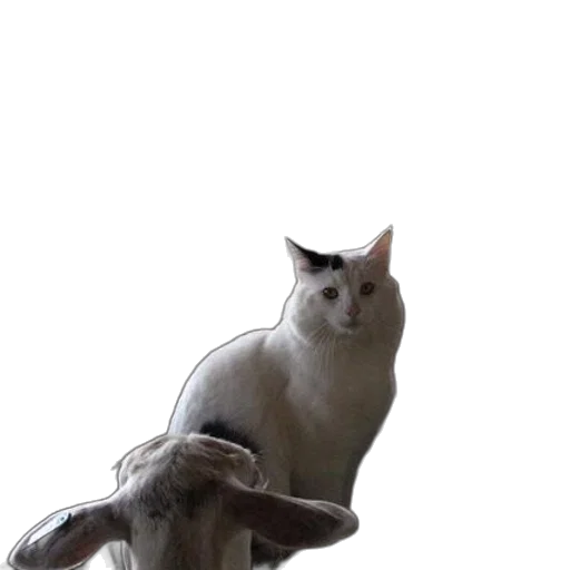 animal, creature, furniture, staff transparent PNG cut-out