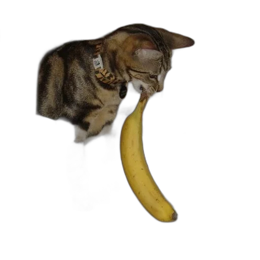 animal, staff, food, creature transparent PNG cut-out