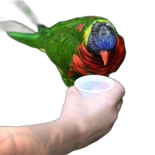 animal, jewelry, food, creature transparent PNG cut-out