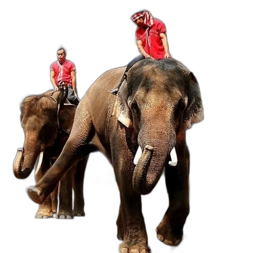 animal, creature, concept art, photorealistic transparent PNG cut-out