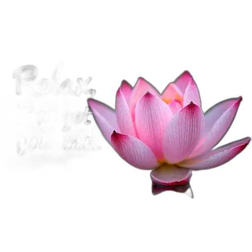 flower, jewelry, crown, staff transparent PNG cut-out