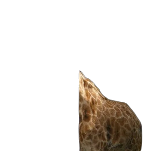 hat, animal, umbrella, creature transparent PNG cut-out