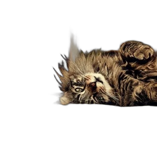 animal, creature, photorealistic, fluffy transparent PNG cut-out