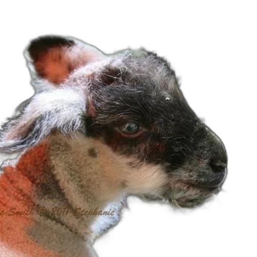 animal, creature, hair, face transparent PNG cut-out